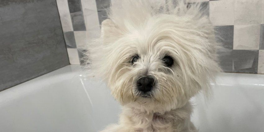 Bonos peluquería canina Málaga